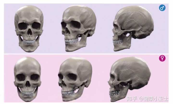 面部骨骼图片面相剖析_人体面部骨骼结构图_骨骼清奇面相