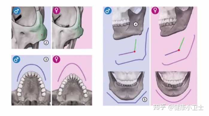 面部骨骼图片面相剖析_人体面部骨骼结构图_骨骼清奇面相