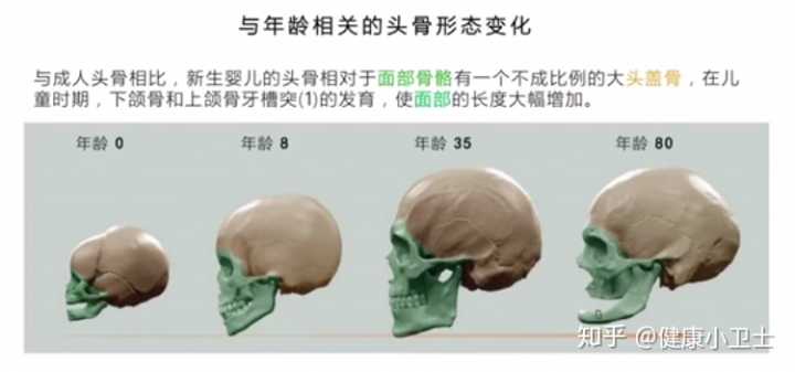 骨骼清奇面相_人体面部骨骼结构图_面部骨骼图片面相剖析