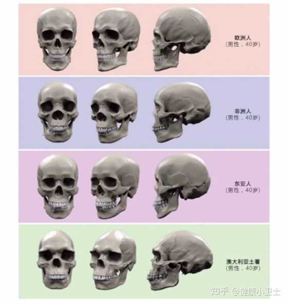 骨骼清奇面相_人体面部骨骼结构图_面部骨骼图片面相剖析