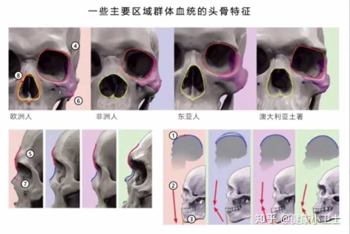 骨骼清奇面相_面部骨骼图片面相剖析_人体面部骨骼结构图