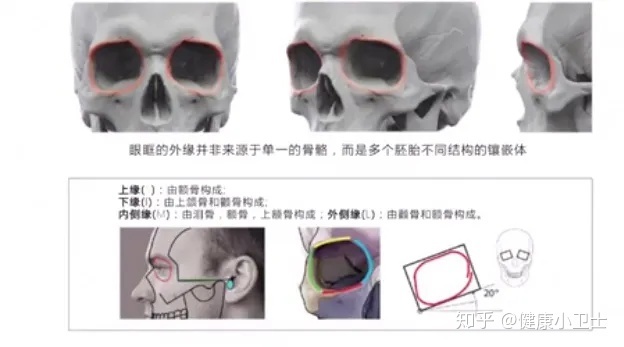 人体面部骨骼结构图_面部骨骼图片面相剖析_骨骼清奇面相