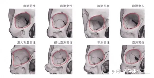 面部骨骼图片面相剖析_人体面部骨骼结构图_骨骼清奇面相