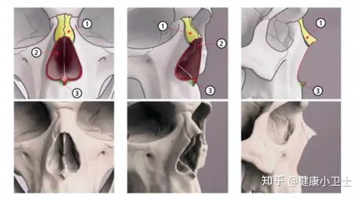 骨骼清奇面相_面部骨骼图片面相剖析_人体面部骨骼结构图