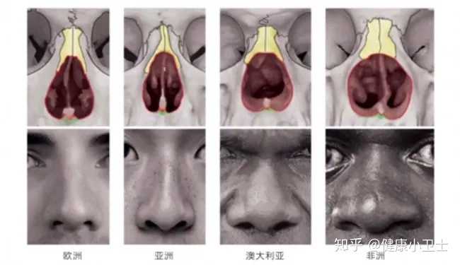 人体面部骨骼结构图_骨骼清奇面相_面部骨骼图片面相剖析