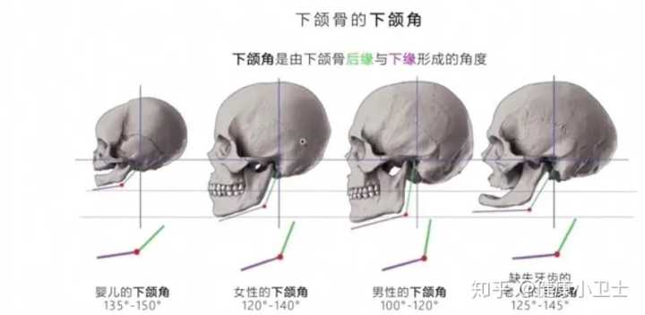 人体面部骨骼结构图_面部骨骼图片面相剖析_骨骼清奇面相