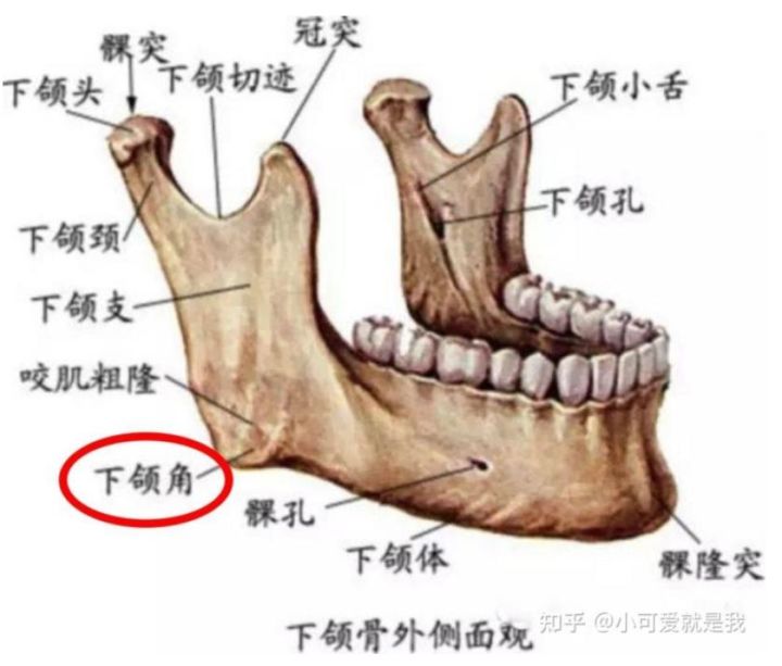 嘴巴尖面相_尖嘴巴的面相分析_硬舌头尖嘴巴