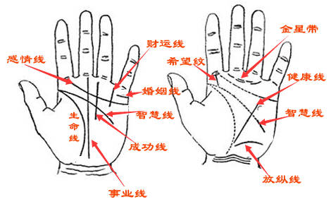 手相中的智慧线怎么看?手相看你聪明程度