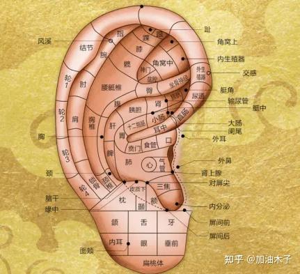 中医特色耳部诊疗：耳穴压丸与耳廓埋针的神奇疗法